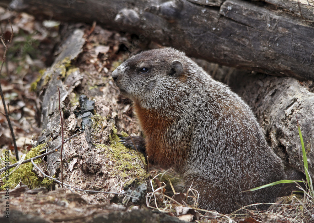 Woodchuck, Marmota monax, in a northern forest at Prince Albert National Park, Saskatchewan, Canada Woodchuck, Marmota monax, in a northern forest at Prince Albert National Park, Saskatchewan, Canada