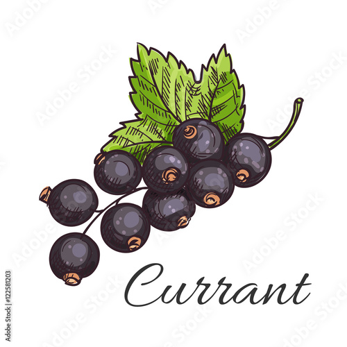 Black currant fruit branch with leaf sketch