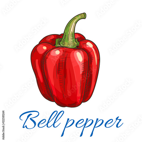 Red bell pepper or paprika vegetable sketch