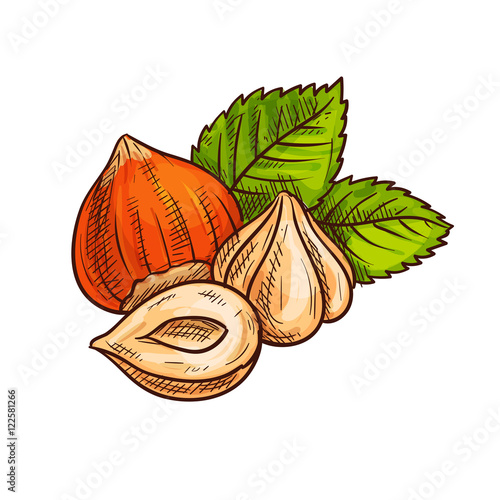 Hazelnut with green leaves sketch