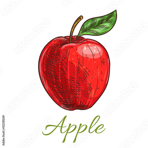 Fresh red apple fruit with leaf sketch