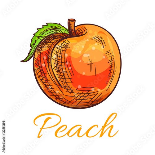 Fresh orange peach fruit sketch for food design