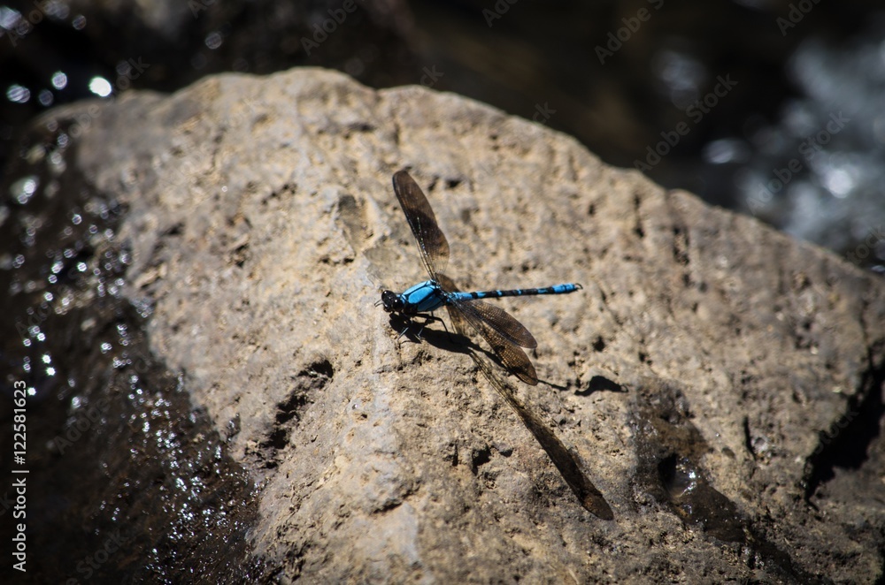 Dragonfly Dragonfly