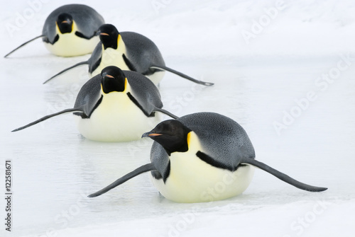 Emperor penguin tobogganing on ice, Snow Hill Island, Antarctic Peninsula
