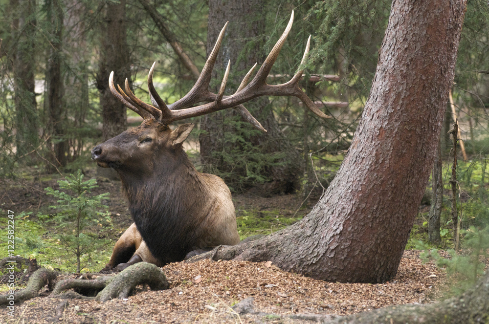 Wild bull Elk or Wapiti, Cervus canadensis, laying down near base of tree with mossy, green forest. Jasper National Park, Alberta, Canada. Cervus canadensis Wild bull Elk or Wapiti, Cervus canadensis, laying down near base of tree with mossy, green forest. Jasper National Park, Alberta, Canada. Cervus canadensis