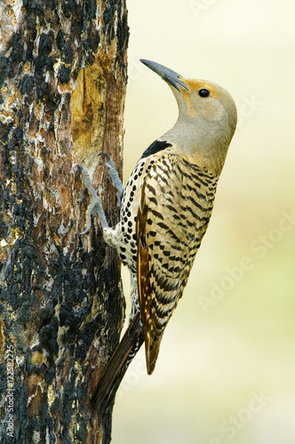 Female northern flicker (Colaptes auratus) - red-shafted colour phase feeding nestlings in a cavity in a burnt ponderosa pine, southern Okanagan Valley, British Columbia