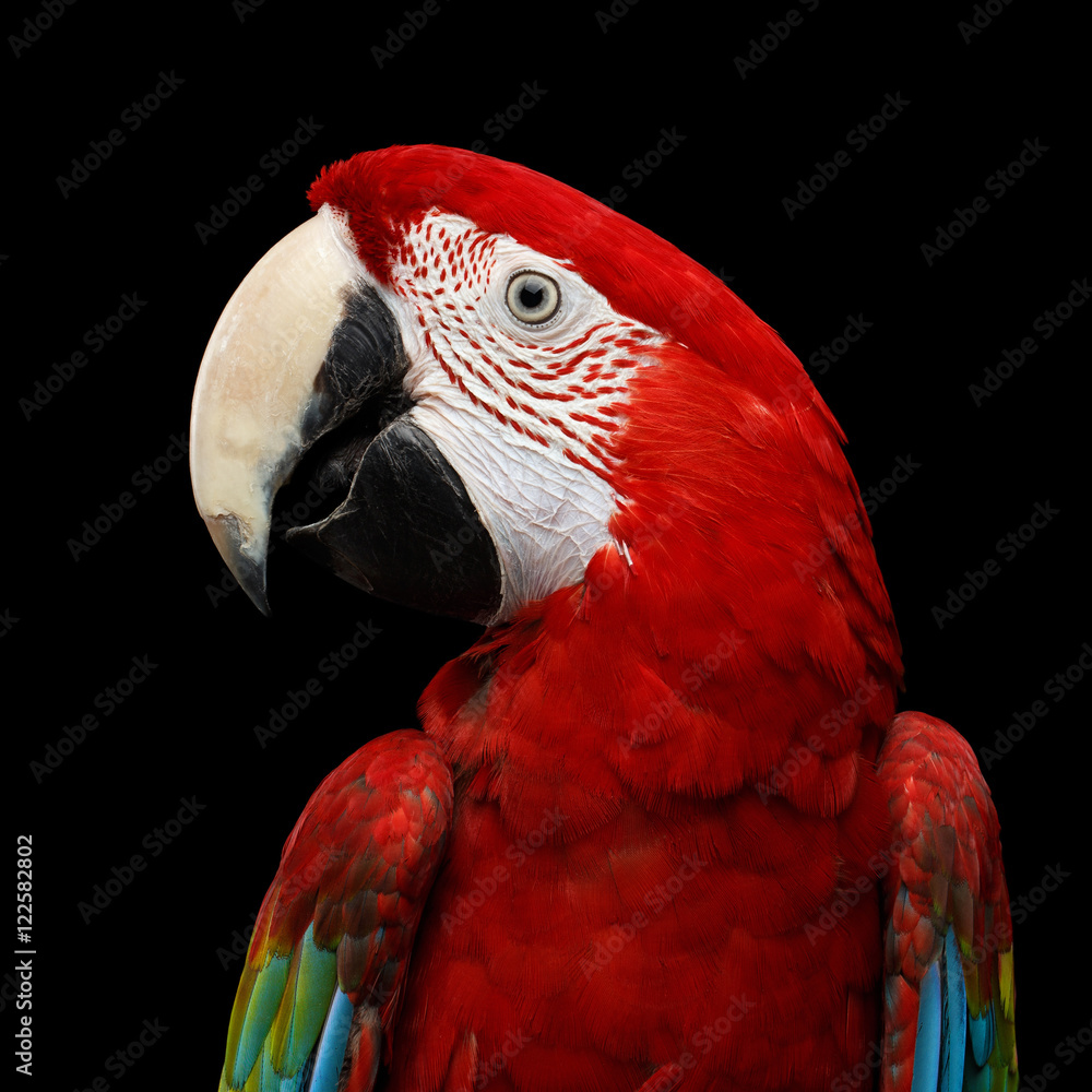 Fototapeta premium Close-up Funny portrait of Green-winged macaw, Ara chloroptera, isolated on black Background. parrots live in Central and South America