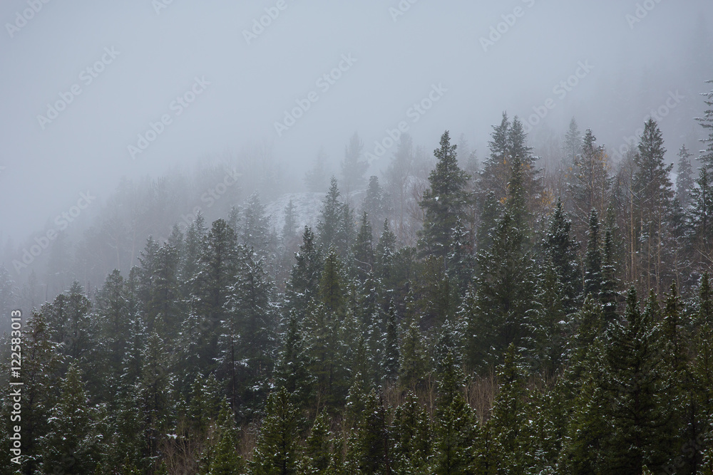 snow on Colorado pines