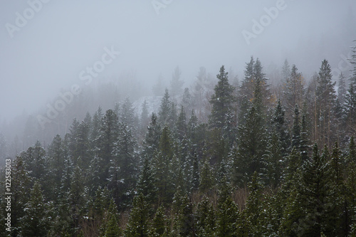 snow on Colorado pines © Tim De Frisco