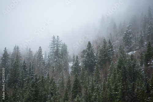 Fototapeta Naklejka Na Ścianę i Meble -  snow on Colorado pines