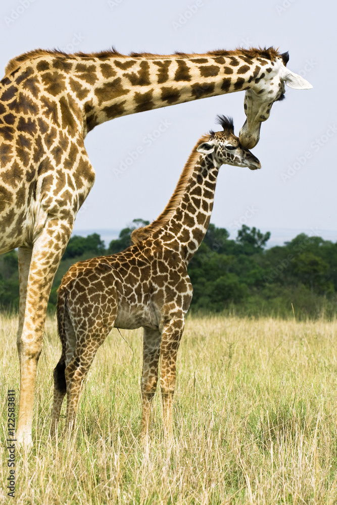 Mother giraffe (Giraffa camelopardalis) and baby, Masai Mara Reserve, Kenya, East Africa Mother giraffe (Giraffa camelopardalis) and baby, Masai Mara Reserve, Kenya, East Africa