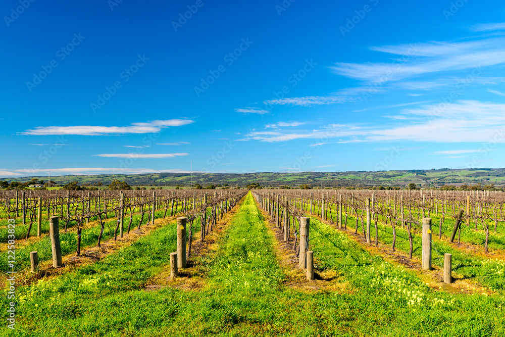 Fototapeta premium McLaren Vale wineries