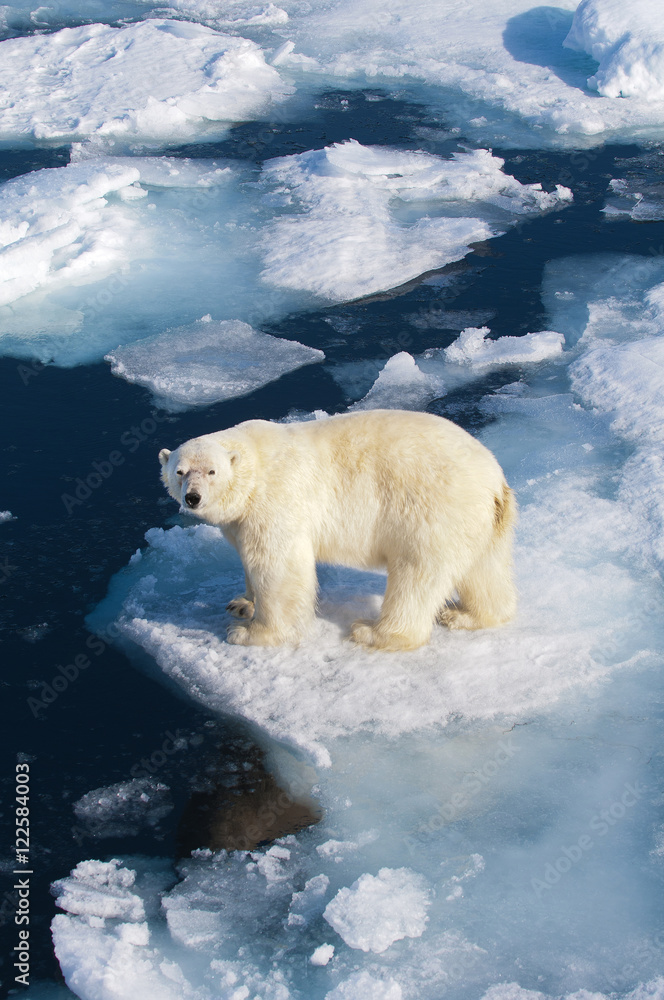 Polar bear (Ursus maritimus) on pack ice, Svalbard Archipelago, Norwegian Arctic Polar bear (Ursus maritimus) on pack ice, Svalbard Archipelago, Norwegian Arctic