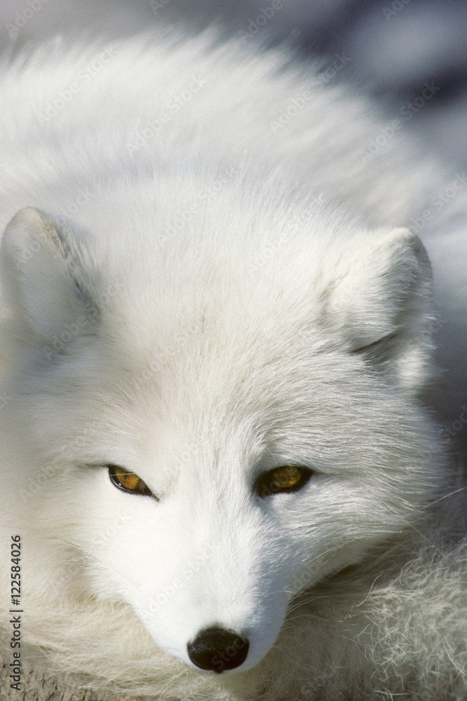 Adult arctic fox (Alopex lagopus) in winter pelage, Arctic Canada Adult arctic fox (Alopex lagopus) in winter pelage, Arctic Canada