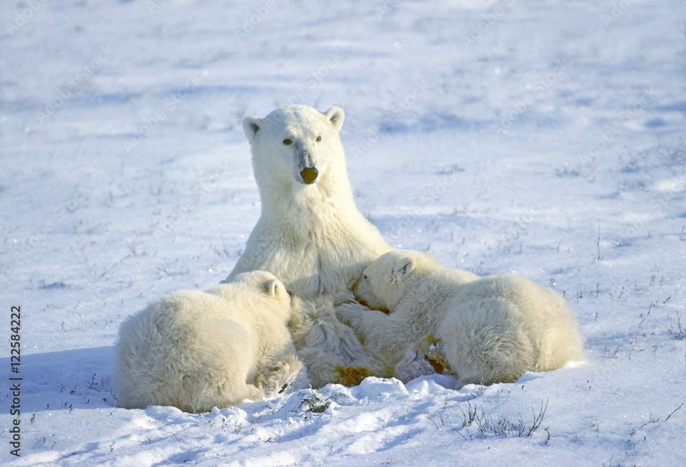 Mother polar bear (Ursus maritimus) nursing yearling cubs, Western Hudson Bay, Canada. Mother polar bear (Ursus maritimus) nursing yearling cubs, Western Hudson Bay, Canada.