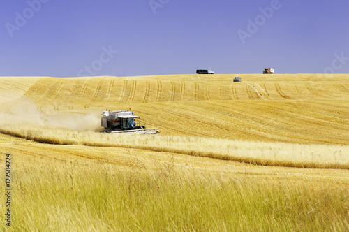 A combine harvests grain east of Davenport, Washington State, United States of America