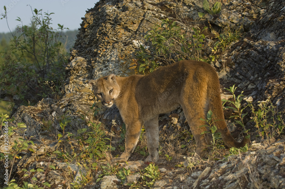 Cougar, Felis concolor, Rocky Mountains, Canada Cougar, Felis concolor, Rocky Mountains, Canada