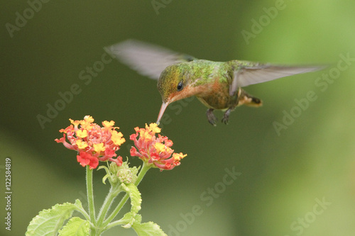 Tufted Coquette (Lophornis ornatus) flying while feeding at a flower in Trinidad and Tobago. photo