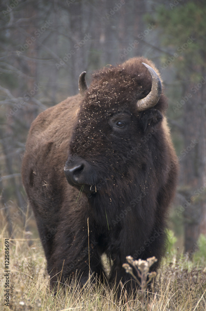 American Bison (Bison bison), standing in tall grass with face covered in burrs, North Unit, North Dakota, United States of America. American Bison (Bison bison), standing in tall grass with face covered in burrs, North Unit, North Dakota, United States of America.