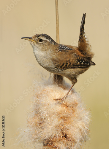 Marsh wren (Cistothorus palustris) on bullrush in Rithet's Bog, Victoria, Vancouver Island, British Columbia, Canada photo