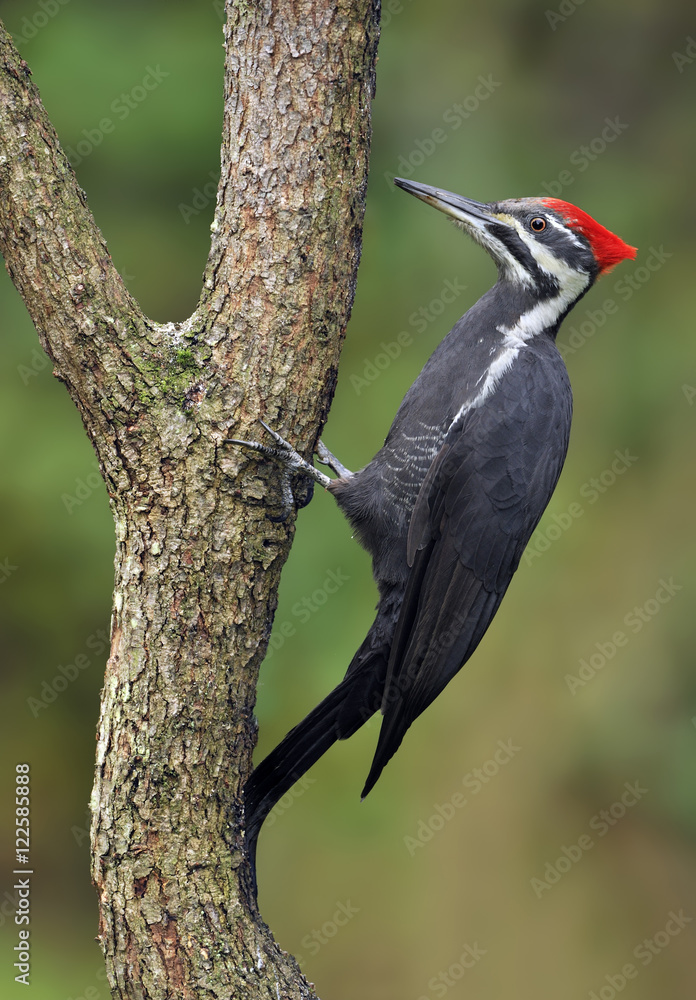 Pileated Woodpecker (Dryocopus pileatus) - Saanich BC, Canada Pileated Woodpecker (Dryocopus pileatus) - Saanich BC, Canada