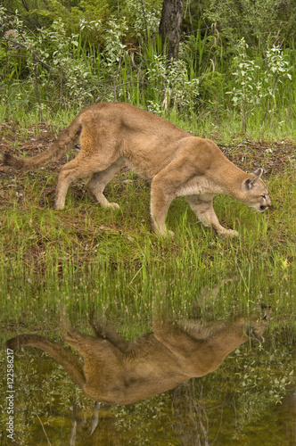 Cougar, (Puma concolor), by forest pond in spring, Montana, United States of America