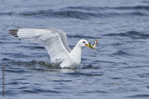 Black-legged Kittiwake (Rissa tridactyla) flying along the coastline of Newfoundland, Canada. photo