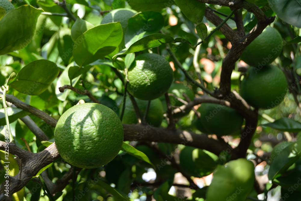 Type of citrus fruit-Citrus sphaerocarpa- grows on trees in Fukuoka city, JAPAN. It is in September. We called Kabosu the type of citrus fruit in Japan.