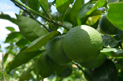 Type of citrus fruit-Citrus sphaerocarpa- grows on trees in Fukuoka city, JAPAN. It is in September. We called Kabosu the type of citrus fruit in Japan. photo