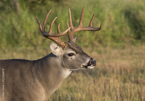Fototapeta Naklejka Na Ścianę i Meble -  White-tailed Deer Buck in Southern Texas
