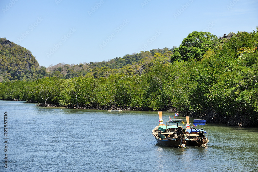 Mangrove forest : Thailand