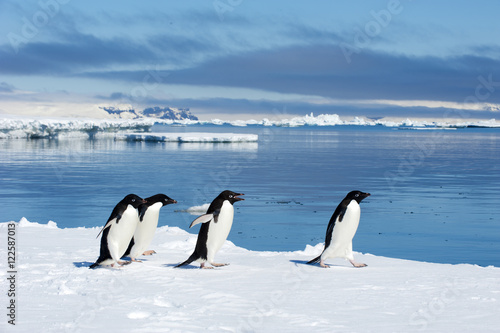 Adelie penguins (Pygoscelis adeliae) loafing by the ice edge, Petrel island, Antarctic Peninsula