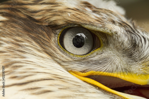 Close up of Ferruginous Hawk's eye photo