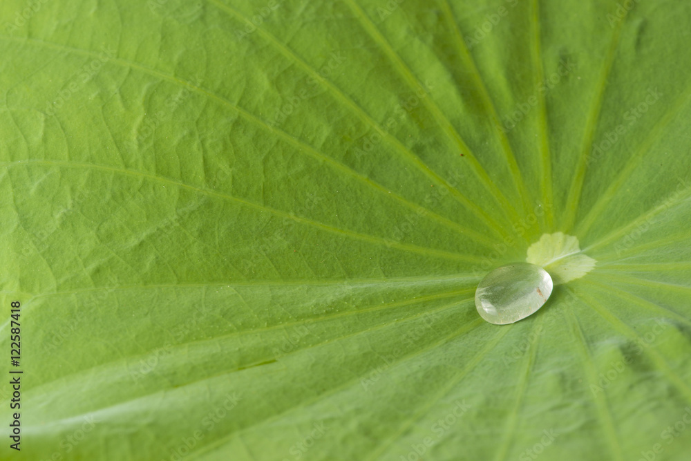 close up of Drop water on the Lotus leaf close up of Drop water on the Lotus leaf