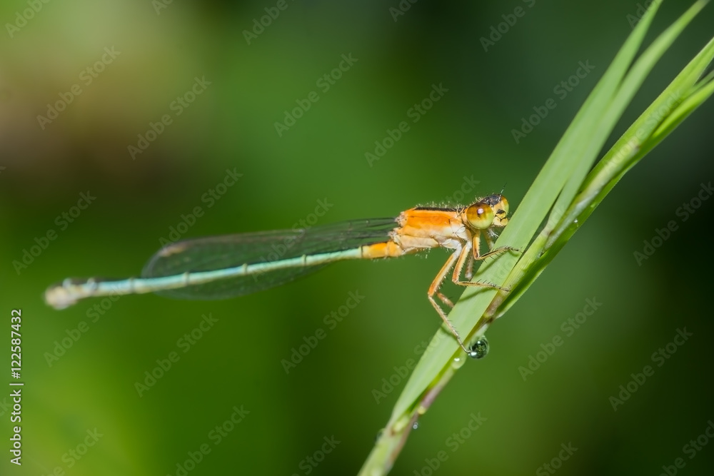 Damselfly (Wandering wisp female) Damselfly (Wandering wisp female)