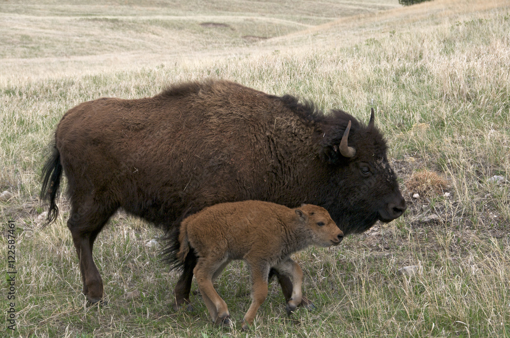 Wild American bison cow (Bison bison) with newborn, spring calf. Wind Cave National Park, South Dakota, USA. Wild American bison cow (Bison bison) with newborn, spring calf. Wind Cave National Park, South Dakota, USA.