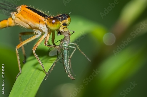 eating another insect, probably a baby damselfly.