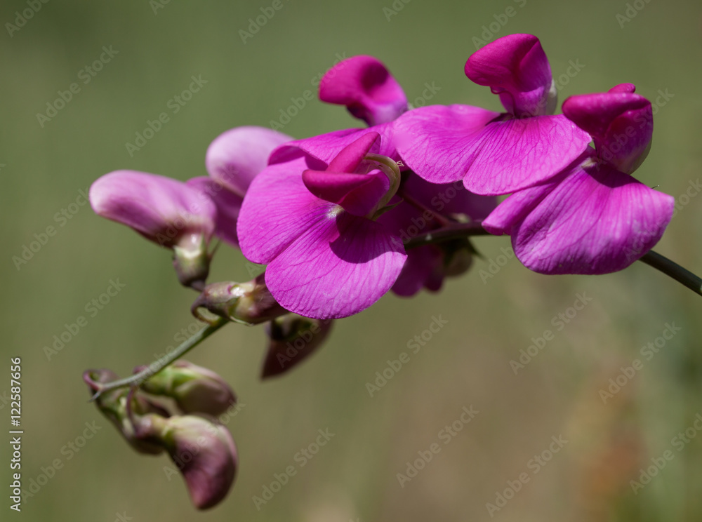 Macrophotographie d'une fleur sauvage: Gesse a larges feuilles (Lathyrus latifolius) Macrophotographie d'une fleur sauvage: Gesse a larges feuilles (Lathyrus latifolius)