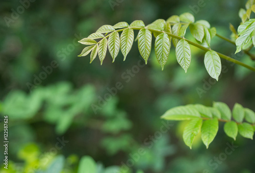 focus on a young tree leaves with green leave background blur