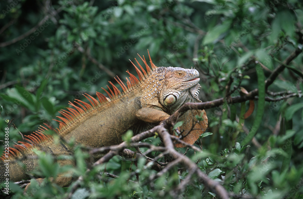 Costa Rica, Green iguana (Iguana iguana) in trees at Muelle Costa Rica, Green iguana (Iguana iguana) in trees at Muelle