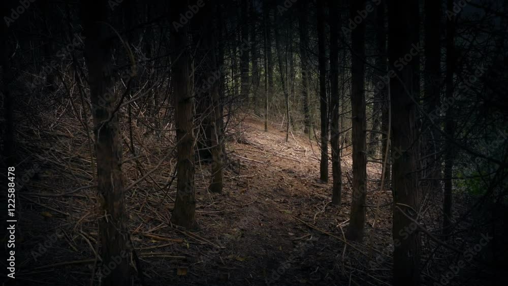 Walking Through Woods Towards Opening Walking Through Woods Towards Opening