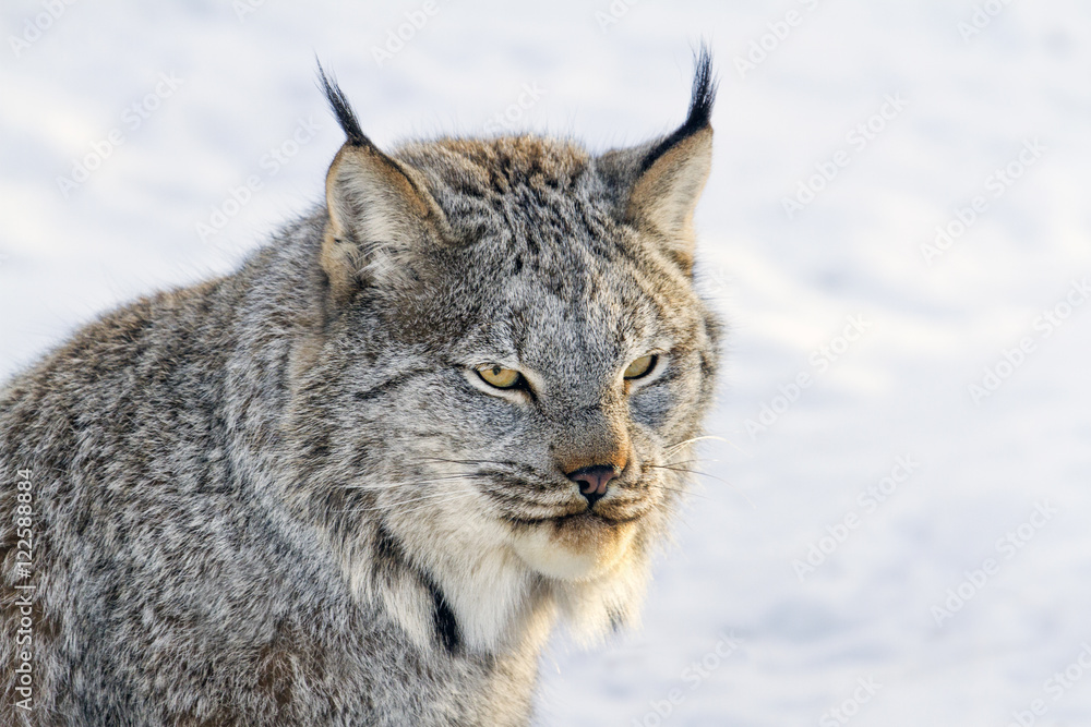 Canada Lynx in snow, Saskatoon, Canada Canada Lynx in snow, Saskatoon, Canada