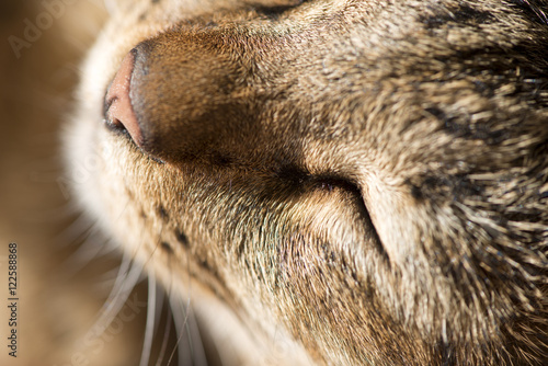Close Up Portrait of tabby cat