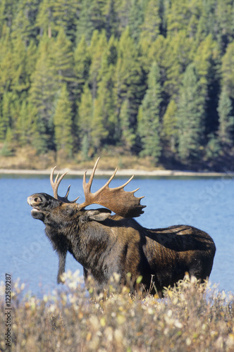 Moose (Alces alces) Male preforming a lip curl or flemen, Jasper National Park, Alberta, Canada. photo