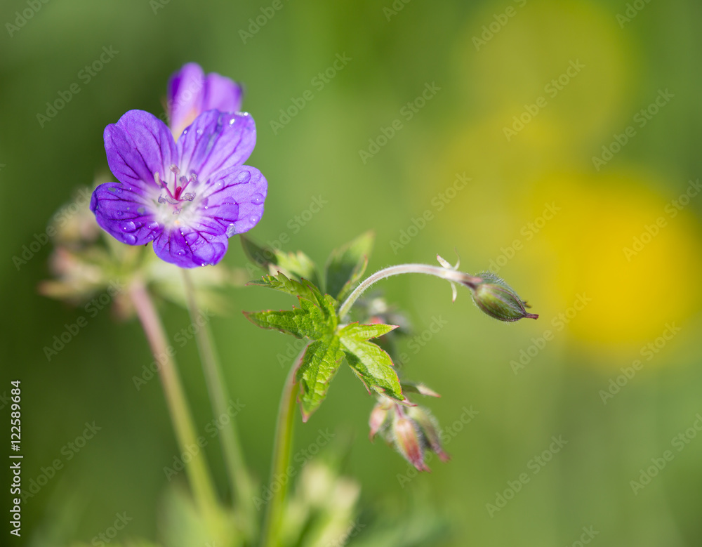 Macrophotographie d'une fleur sauvage: Geranium des bois (Geranium  sylvaticum) Stock Photo | Adobe Stock
