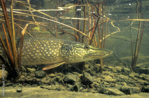 Northern pike (Esox lucius) basking in the warm shallows of a northern lake, Canada. photo