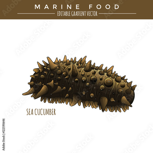 Sea Cucumber. Marine Food photo