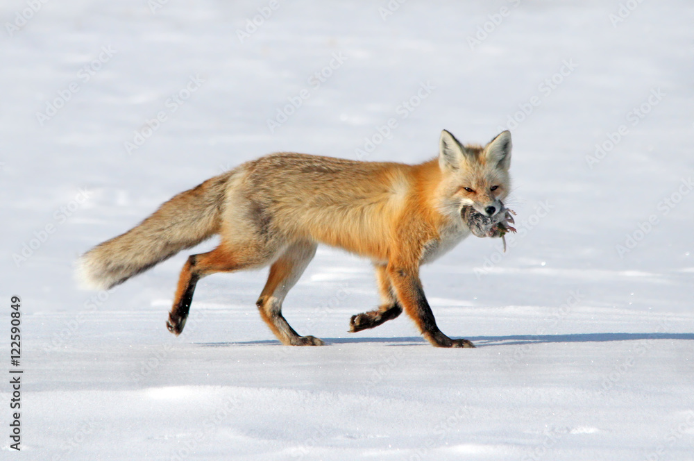 Red Fox (Vulpes vulpes) and northern pocket gopher near Saskatoon, Saskatchewan Red Fox (Vulpes vulpes) and northern pocket gopher near Saskatoon, Saskatchewan
