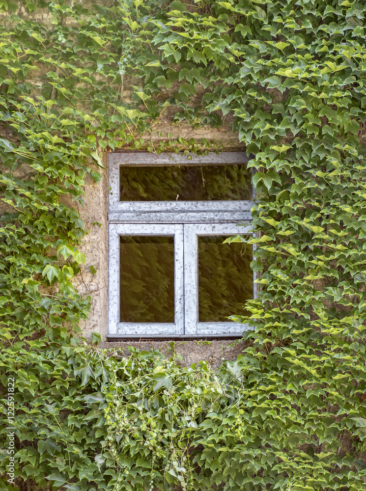 Green ivy around the window