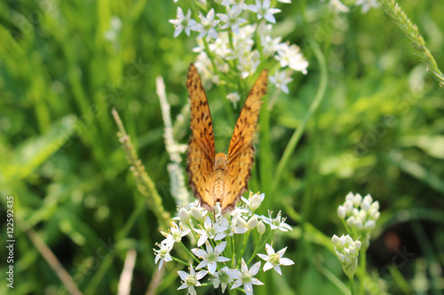 ニラの花の蜜を吸うツマグロヒョウモンのオス photo